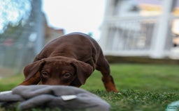Doberman Pinscher dogs for sale: Diesel - Image 9