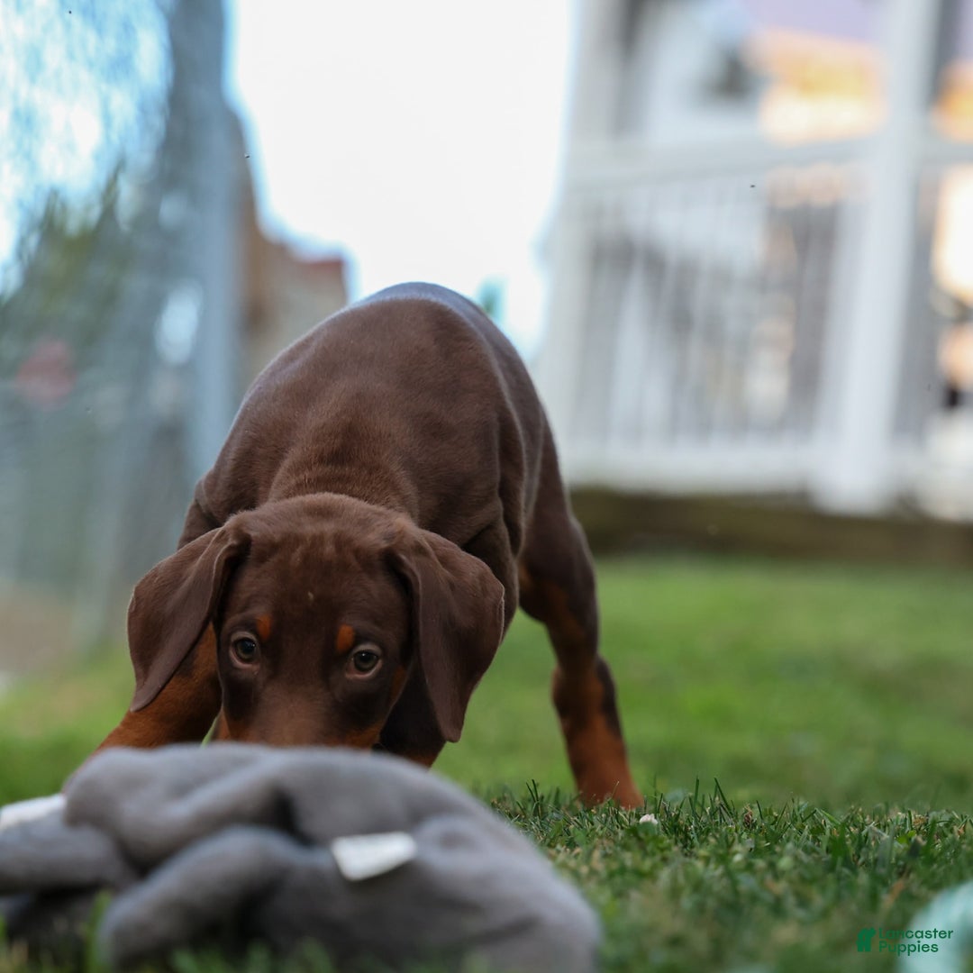Doberman Pinscher dogs for sale: Diesel - Image 9