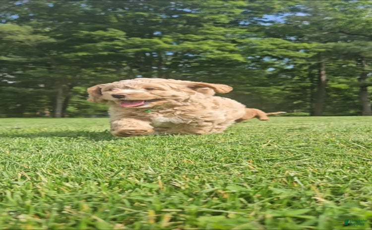 Miniature Poodle dogs for sale - Ad 5