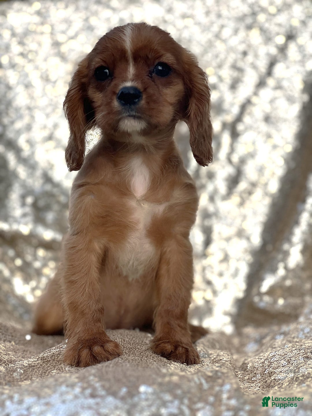 Cavalier King Charles Spaniel dogs for sale: Percy - Image 2