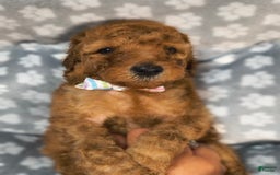 Mini Goldendoodle dogs for sale: Ravi - Image 4