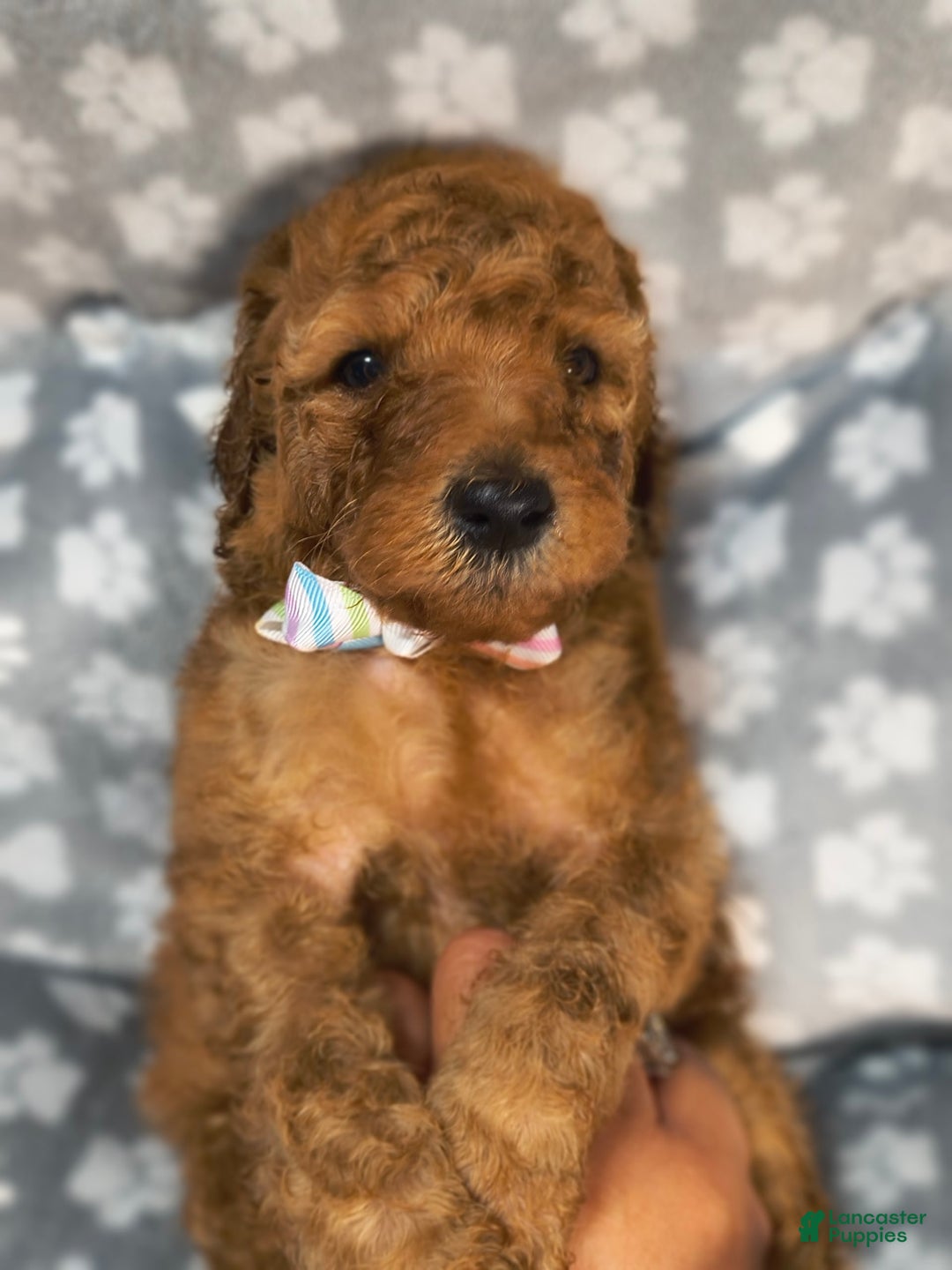 Mini Goldendoodle dogs for sale: Ravi - Image 4