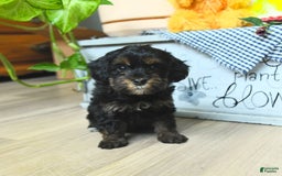 Havapoo dogs for sale: House Raised Sparkles - Image 16