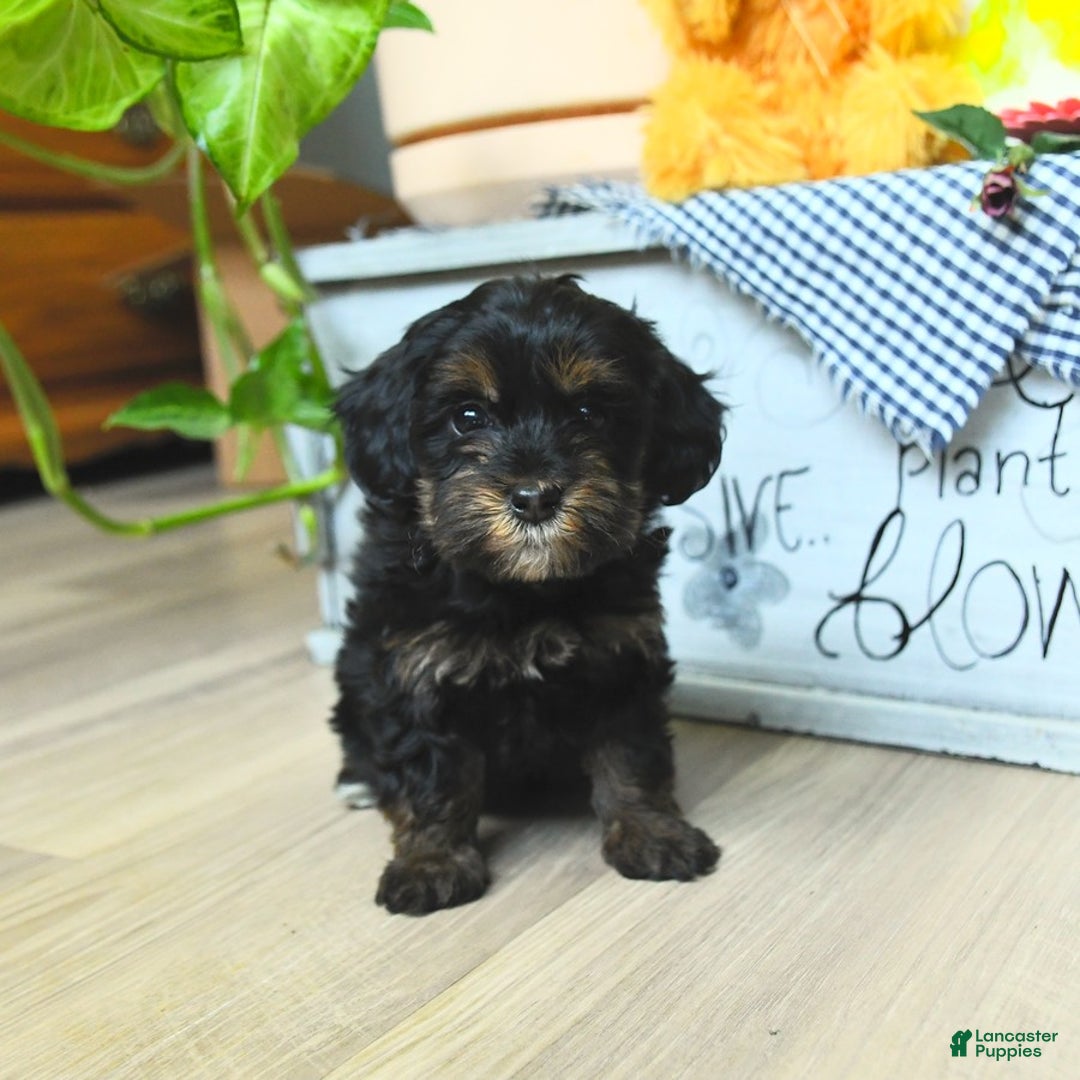 Havapoo dogs for sale: House Raised Sparkles - Image 16