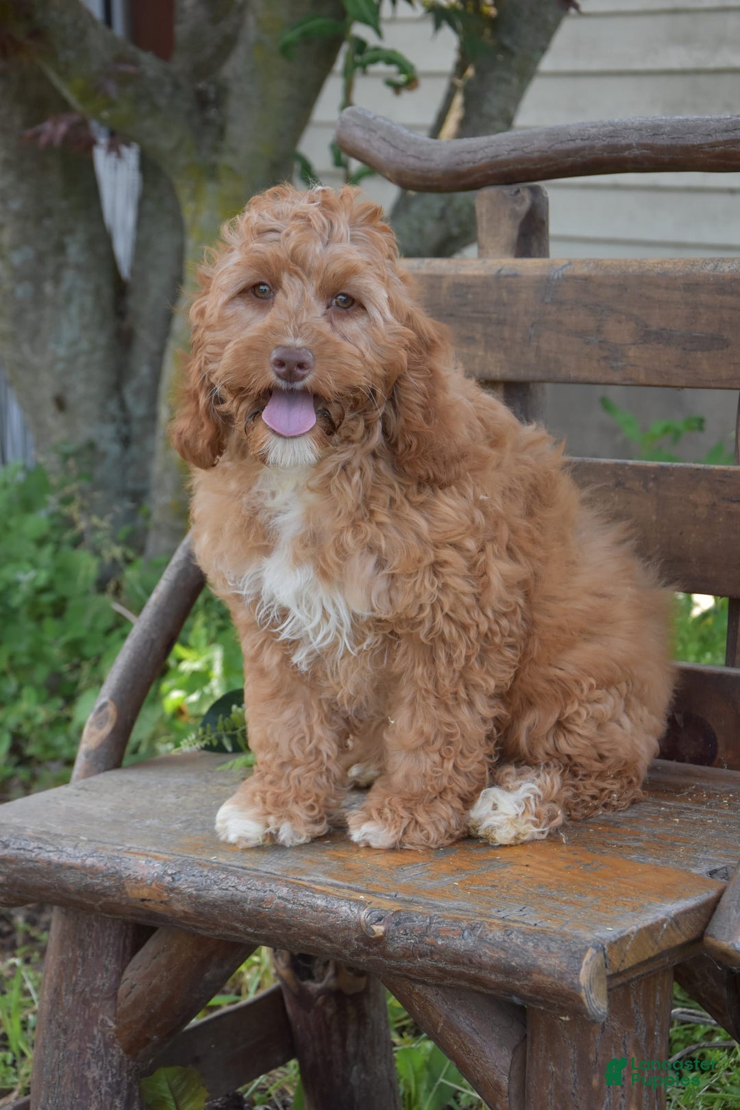 Cockapoo dogs for sale: Cockapoo 4 puppies - Image 1