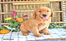 Golden Retriever dogs for sale: Golden Retriever 11 puppies - Image 32