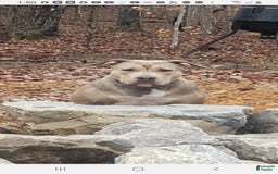American Bully dogs for sale: Socks - Image 13