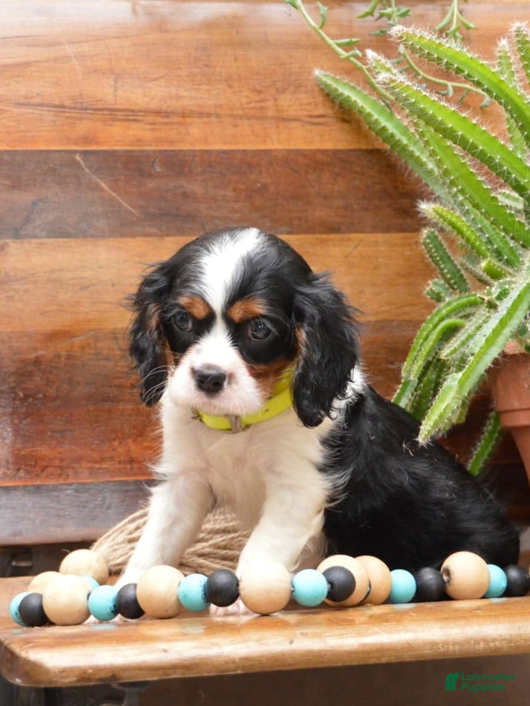 Cavalier King Charles Spaniel dogs for sale: Damian - Image 4