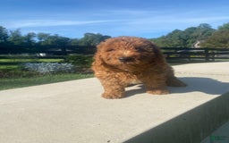 Mini Goldendoodle dogs for sale: Duke - Image 5