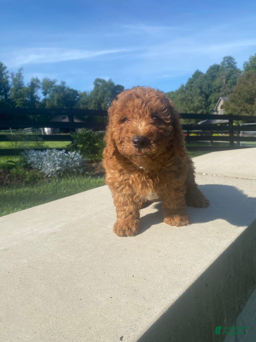 Mini Goldendoodle dogs for sale: Duke - Image 5