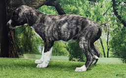 Anatolian Shepherd dogs for sale: AKC Dusty 2025 Male 5 - Image 4
