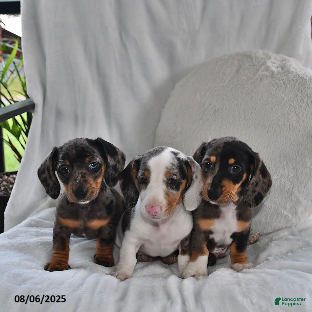 Miniature Dachshund dogs for sale: Clover - Image 3