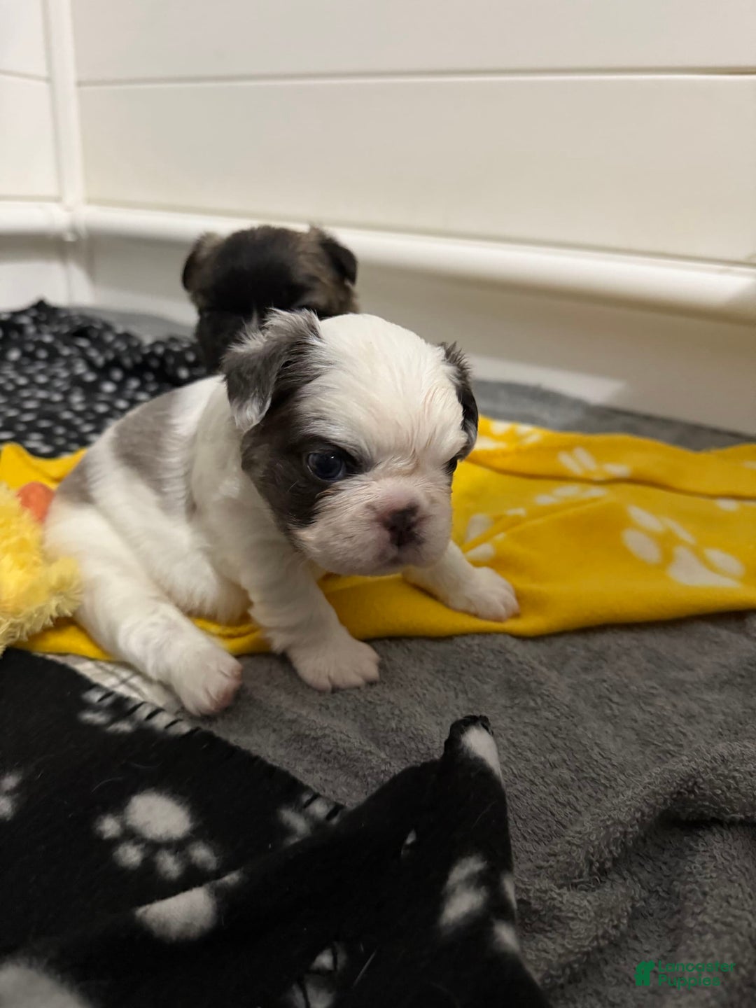 French Bulldog dogs for sale: Opie - Image 1