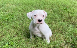 Boxer dogs for sale: Scott - Image 5