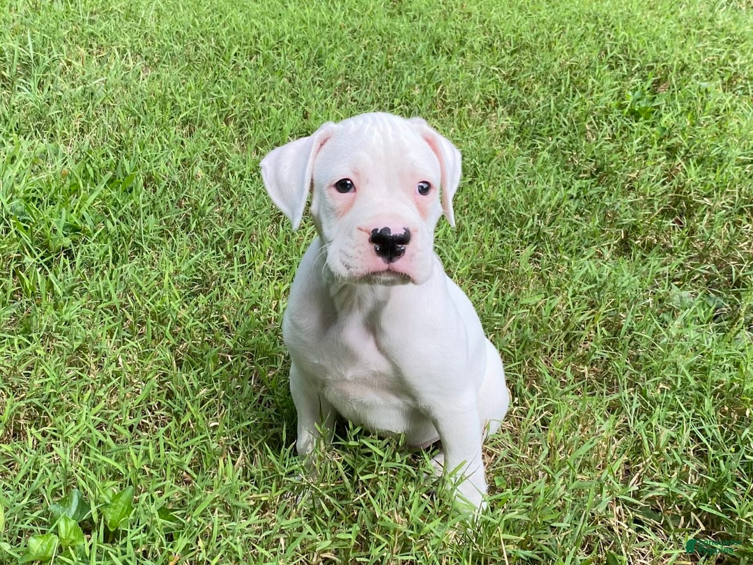 Boxer dogs for sale: Scott - Image 5