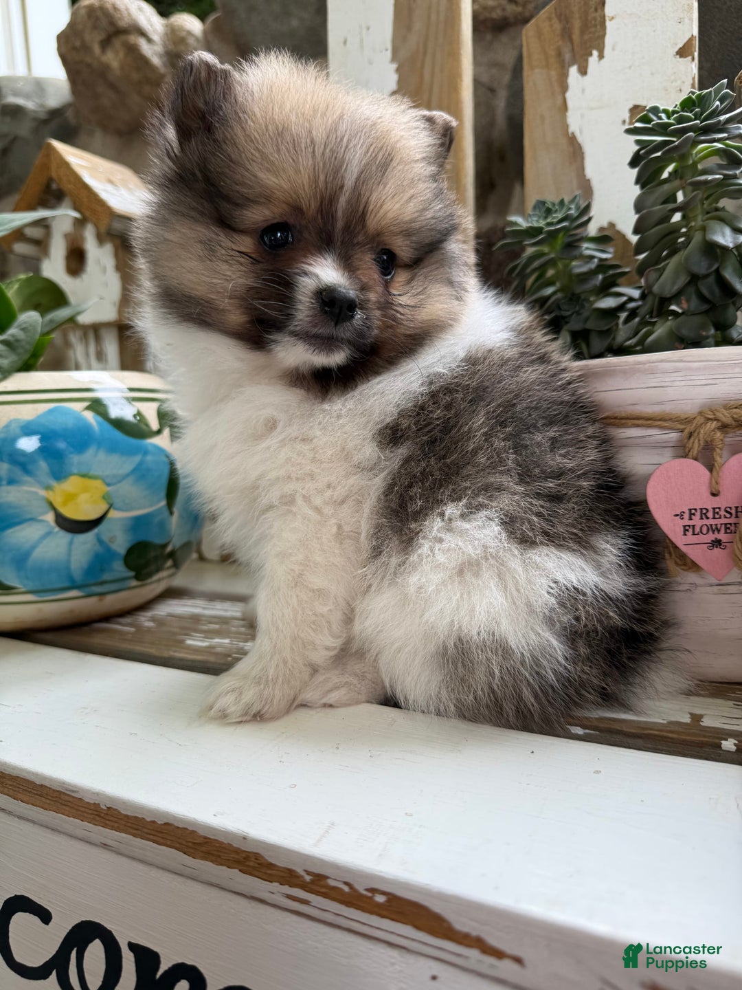 Pomeranian dogs for sale: Cory - Image 8
