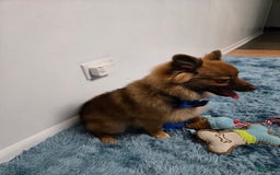 Pomeranian dogs for sale: Milo - Image 7
