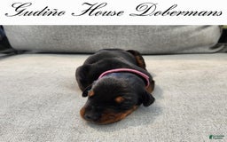 Doberman Pinscher dogs for sale: Pink Collar Female - Image 4