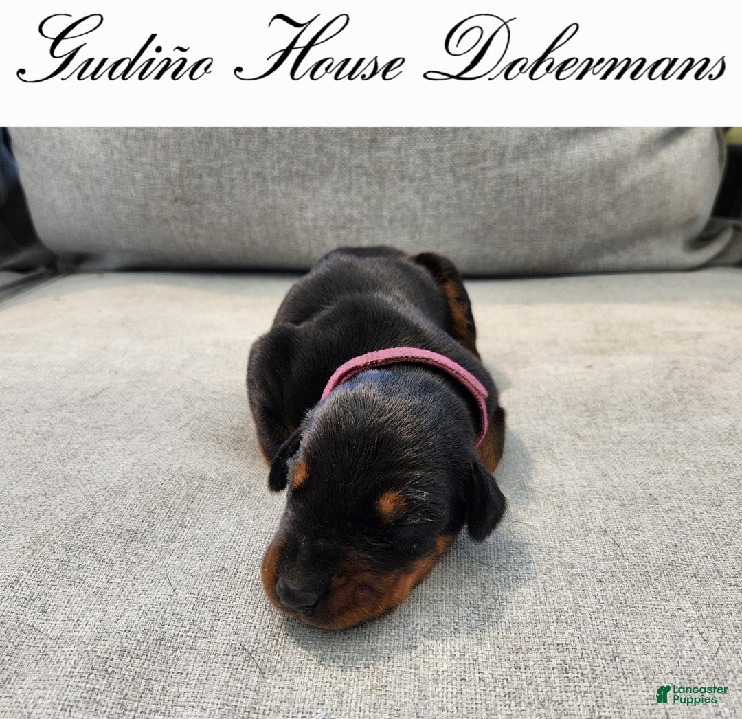 Doberman Pinscher dogs for sale: Pink Collar Female - Image 4