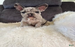 French Bulldog dogs for sale: Princess - Image 1