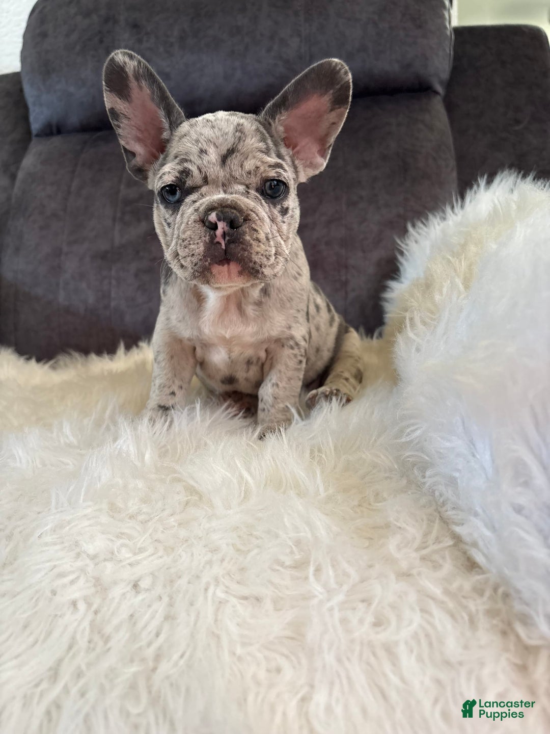 French Bulldog dogs for sale: Princess - Image 1