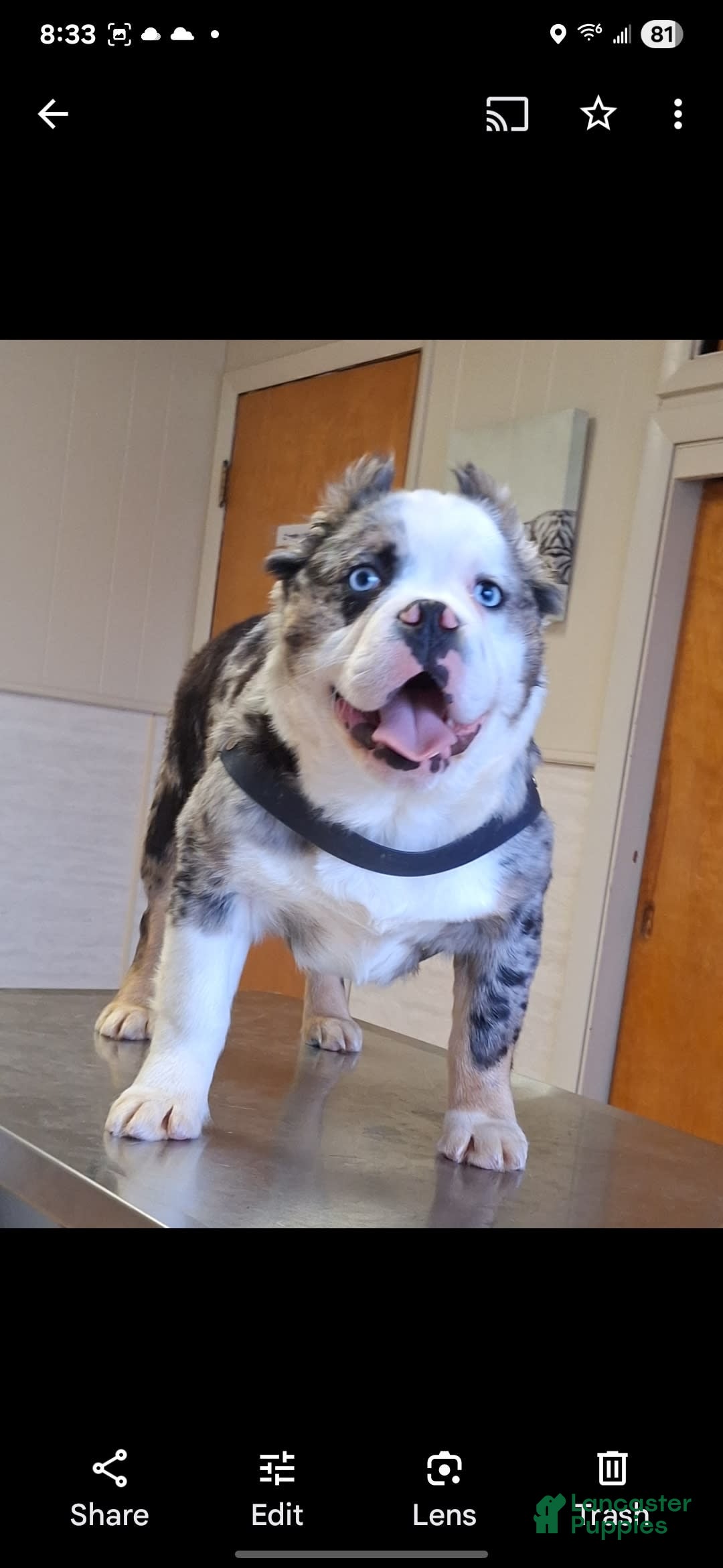 French Bulldog dogs for sale: Bentley mini bulldogge - Image 27