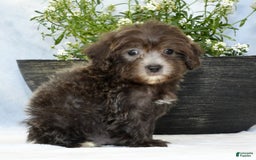 Havapoo dogs for sale: Mayor - Image 1