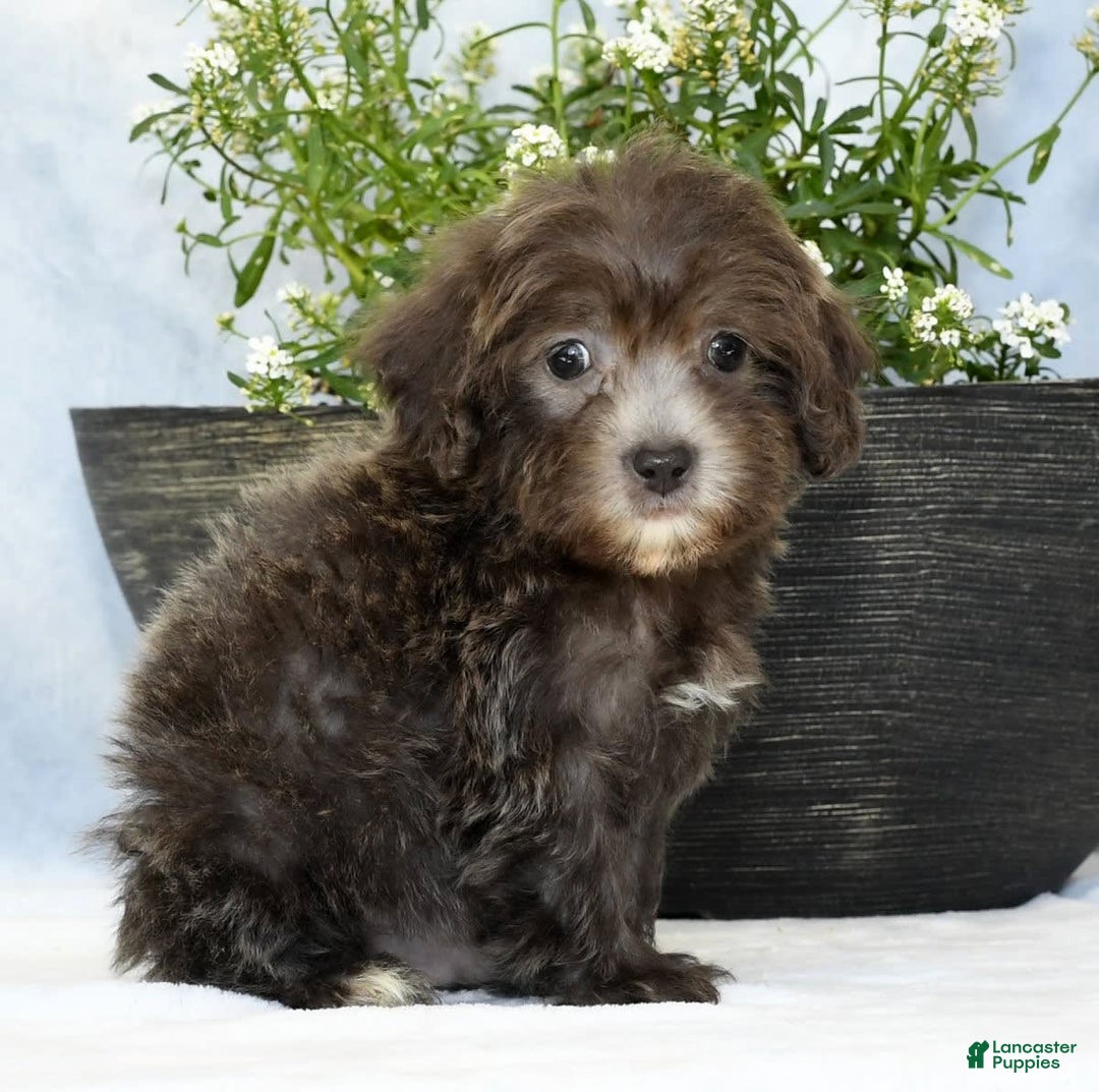 Havapoo dogs for sale: Mayor - Image 1