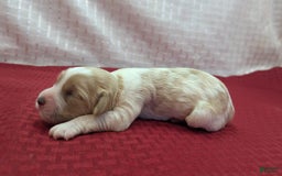 Cockapoo dogs for sale: Rebel - Image 3