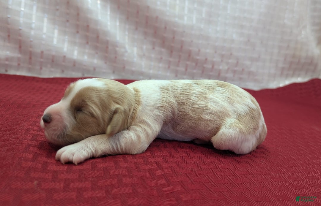Cockapoo dogs for sale: Rebel - Image 3