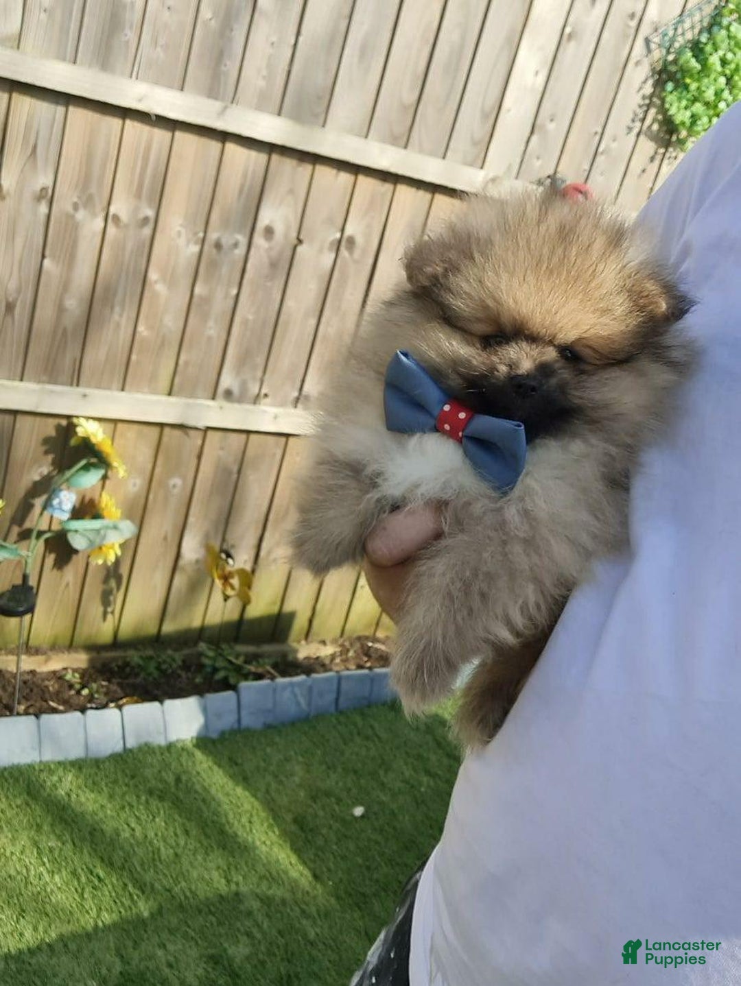 Pomeranian dogs for sale: Kris - Image 5