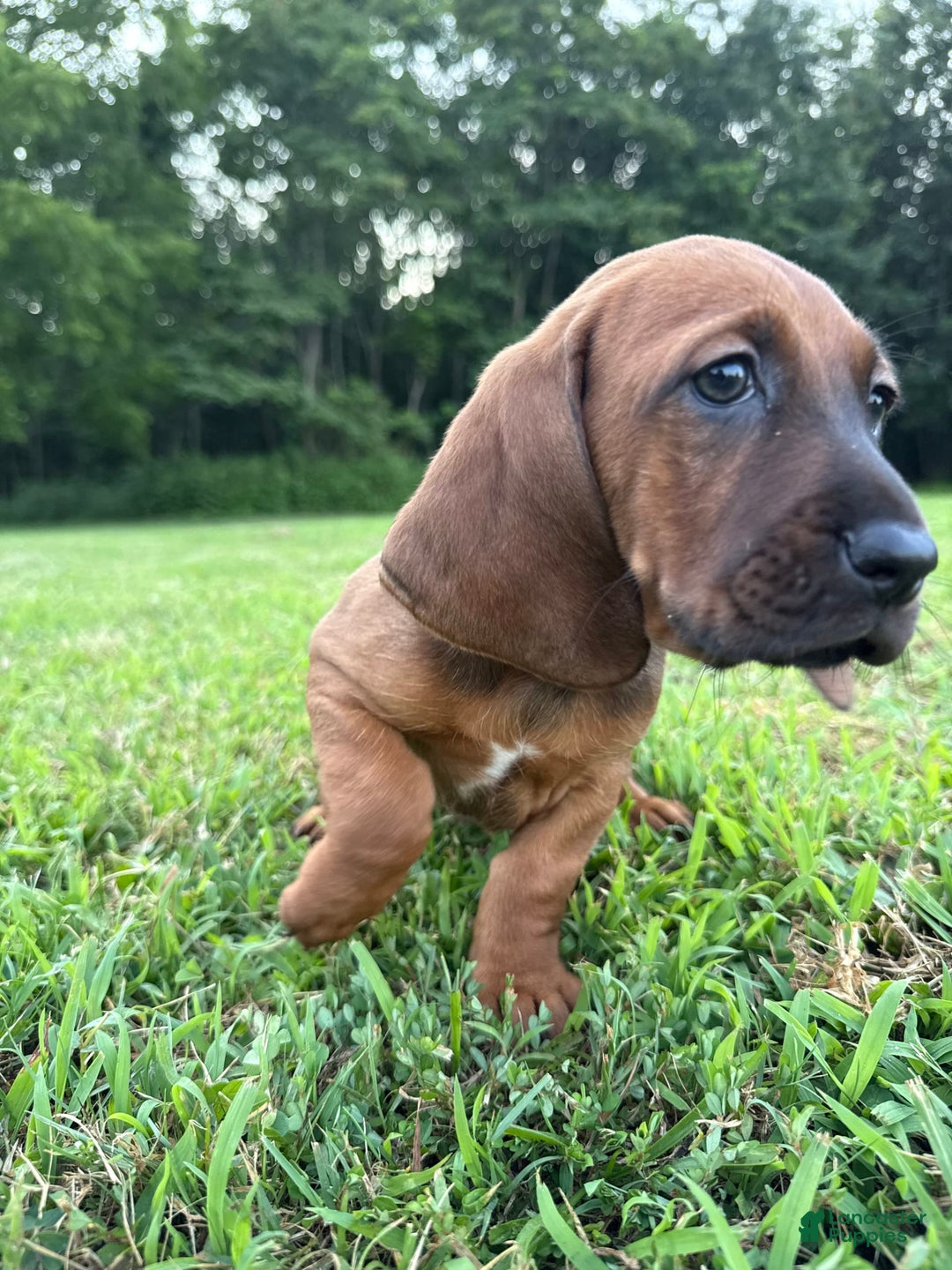 Basset Hound dogs for sale: Ruby - Image 4