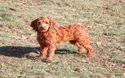 Cockapoo dogs for sale: Angela - Image 19
