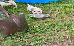 Jack Russell Terrier dogs for sale: Boy 4 - Image 2