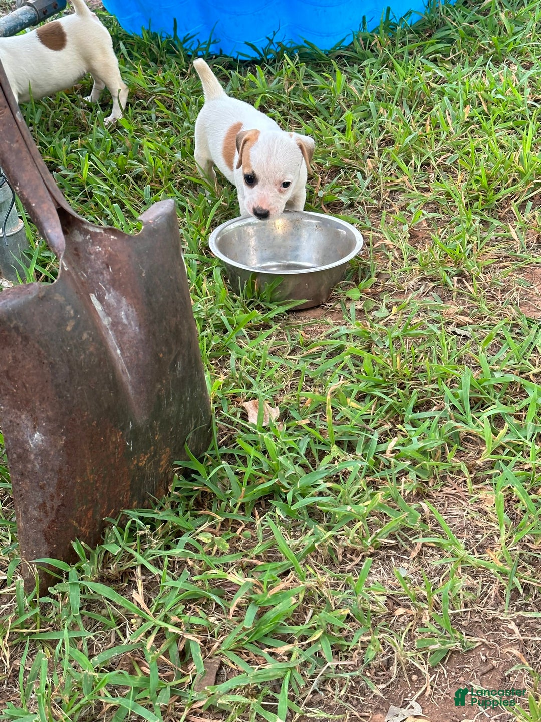 Jack Russell Terrier dogs for sale: Boy 4 - Image 2