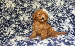 Mini Goldendoodle dogs for sale: Karma - Image 3