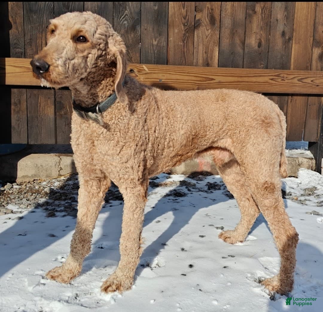 Goldendoodle dogs for sale: Robyn - Image 15