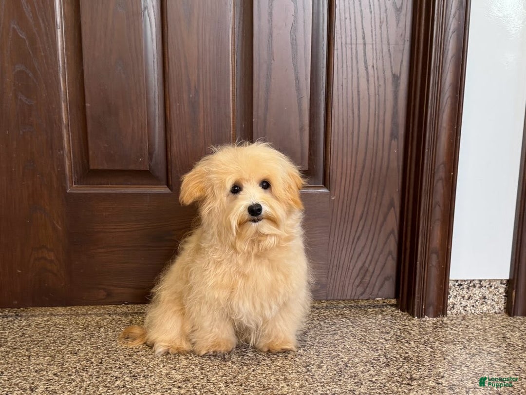 Maltipoo dogs for sale: Kobe - Image 2