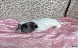 Chihuahua dogs for sale: Blue Sky Long Coat - Image 5