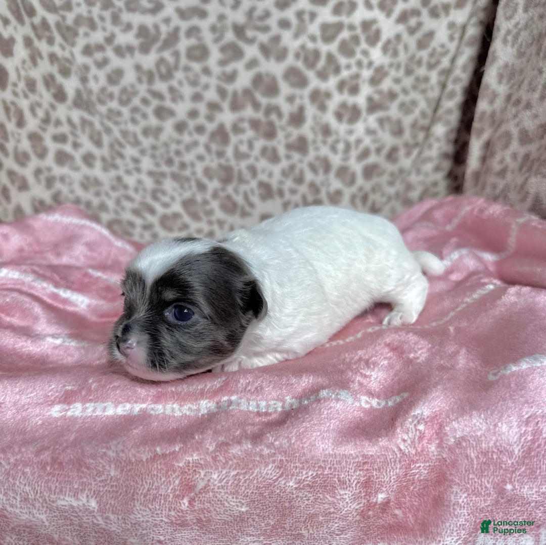 Chihuahua dogs for sale: Blue Sky Long Coat - Image 5