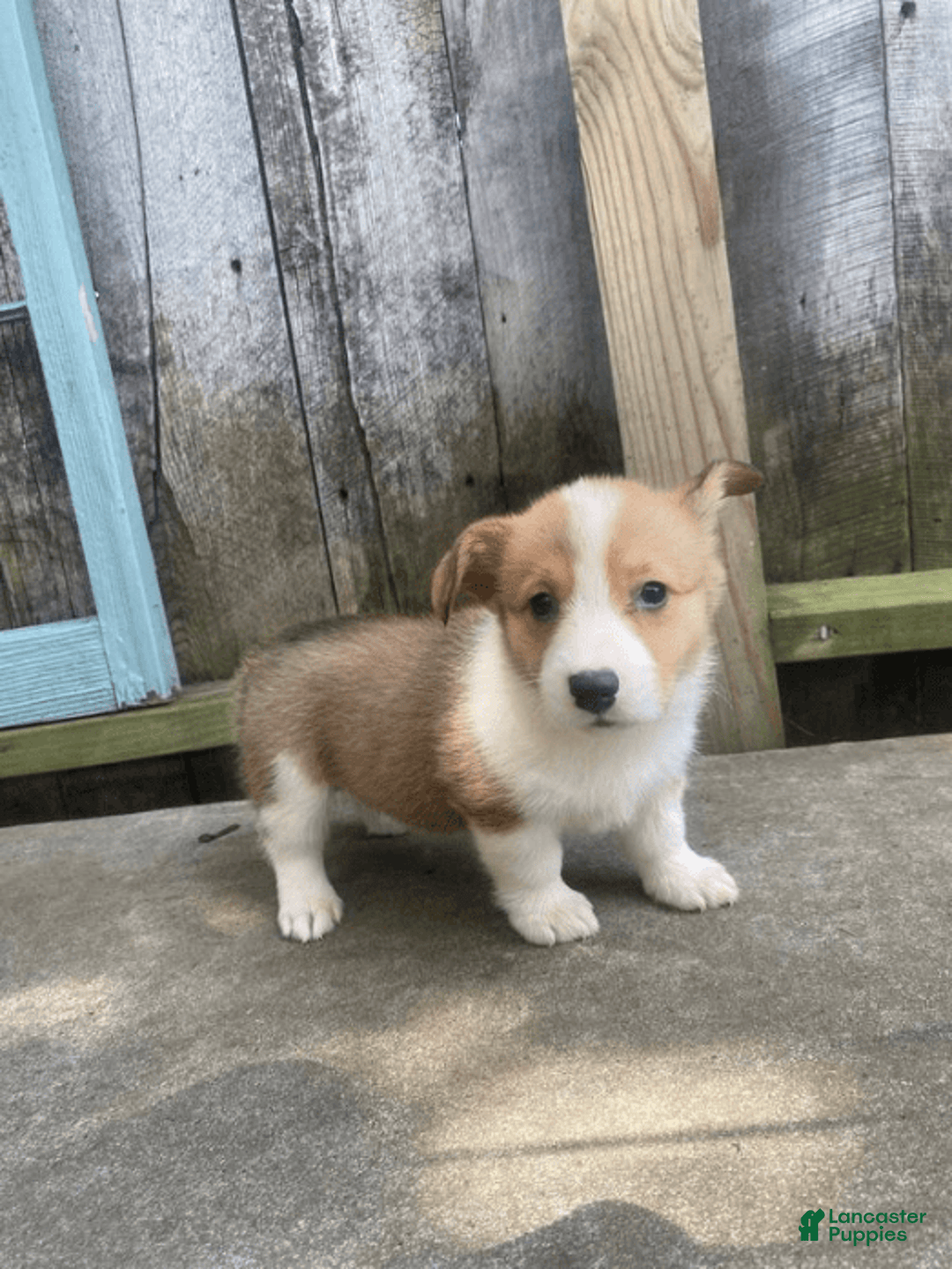 Welsh Corgi Pembroke dogs for sale: Octavia - Image 5