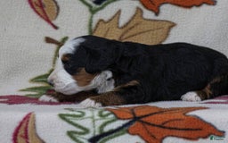 Mini Bernedoodle dogs for sale: Madelyn - Image 2