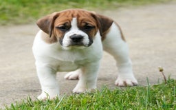 Beabull dogs for sale: Angie - Image 1