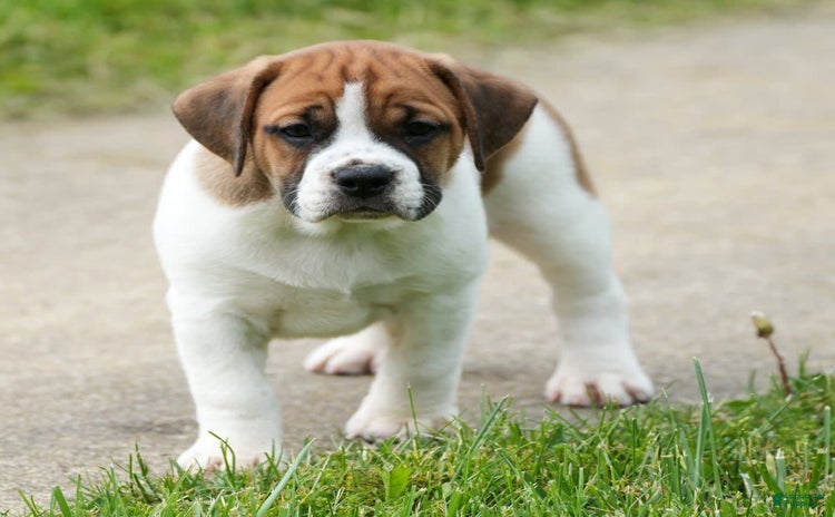 Beabull dogs for sale - Ad 5