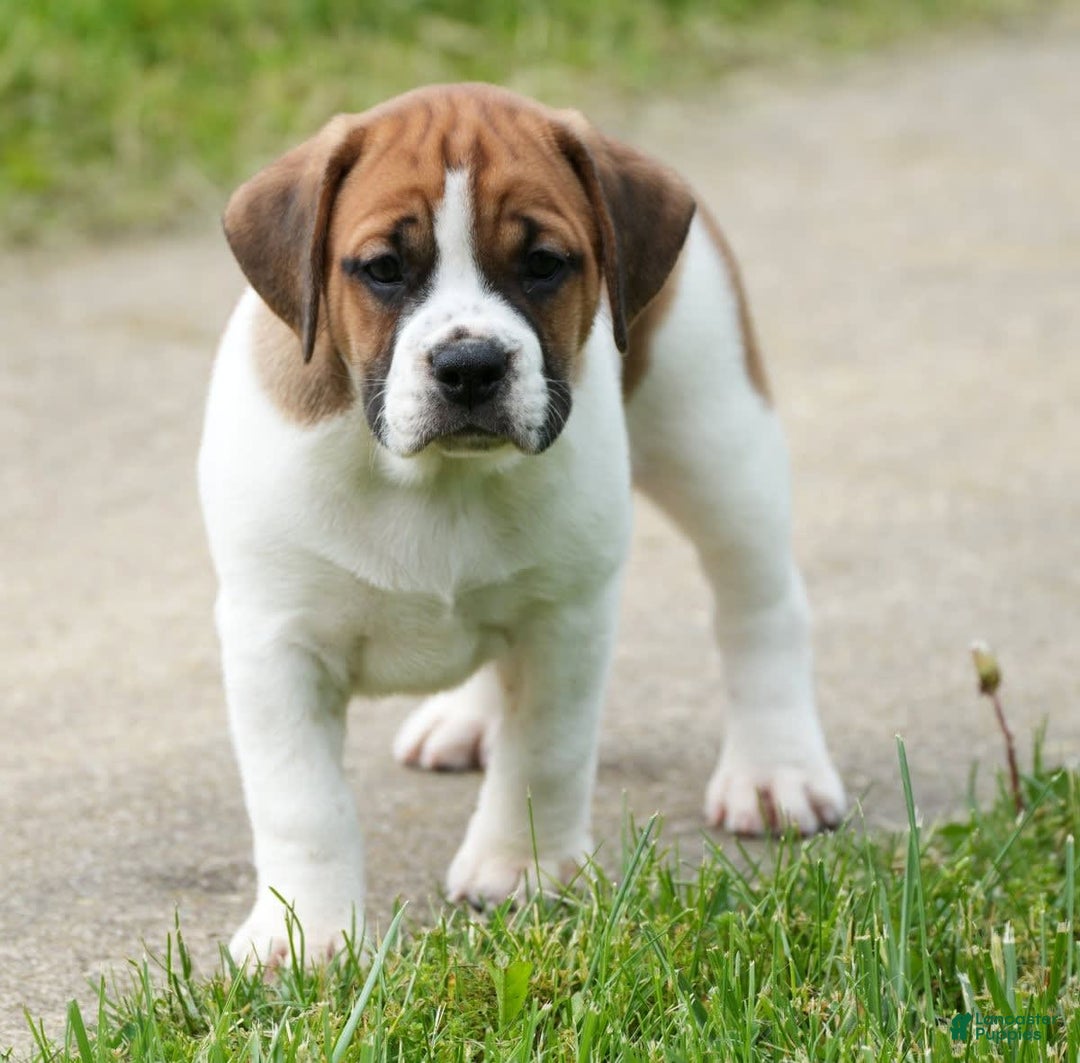 Beabull dogs for sale: Angie - Image 1