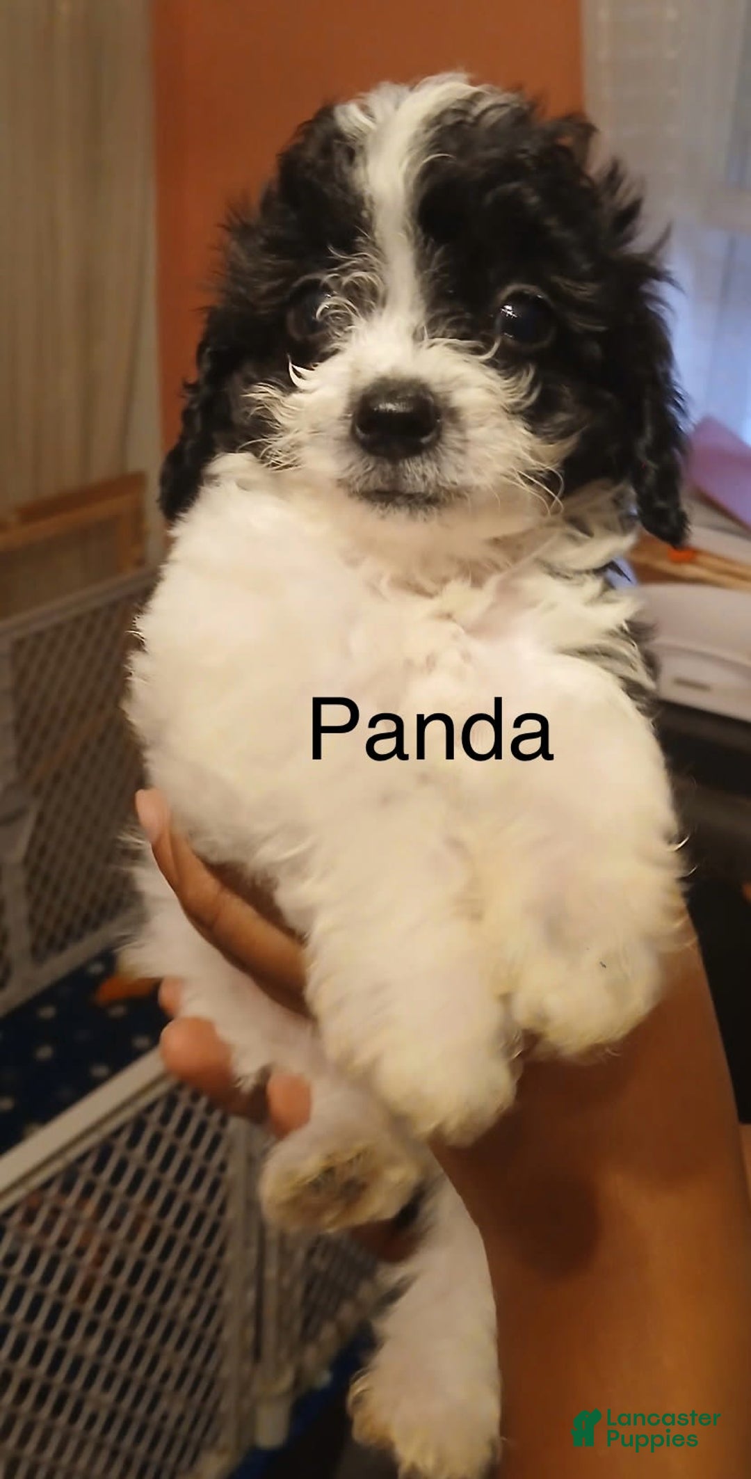 Shihpoo dogs for sale: Panda - Image 1