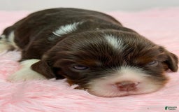 Cavalier King Charles Spaniel dogs for sale: Willow - Image 4