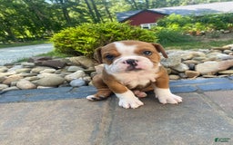 English Bulldog dogs for sale: Denver - Image 3