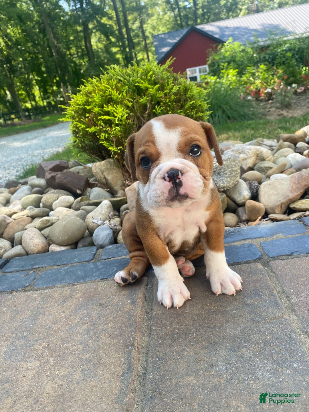 English Bulldog dogs for sale: Denver - Image 3