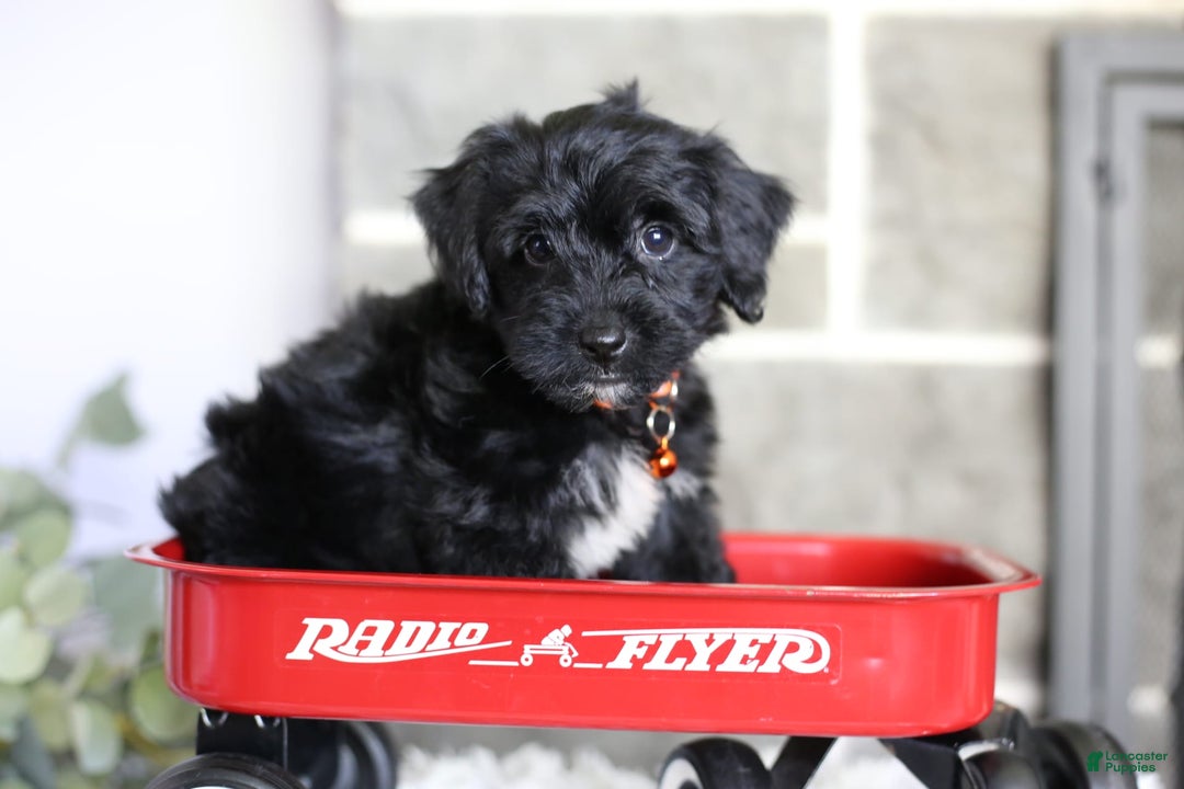 Yorkiepoo dogs for sale: Roo - Image 18
